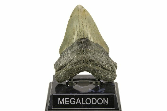 Serrated, Fossil Megalodon Tooth - North Carolina #308526